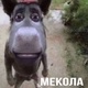 Игрок